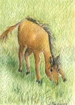 "Eager Colt" by Jean Tupper, McFarland WI - Watercolor